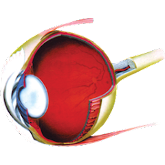 Retina Mymensingh